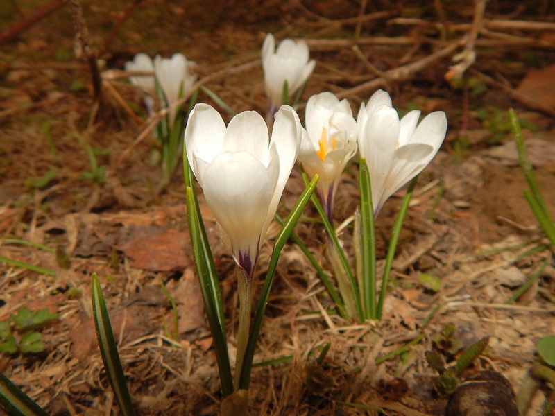 Crocus vernus